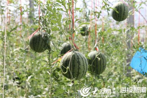 建湖网红吃瓜事件视频