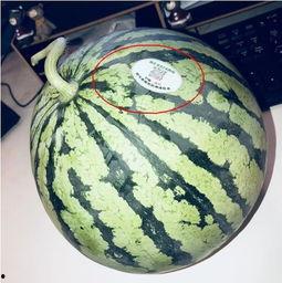 纽约网红吃瓜,一场吃瓜盛宴背后的故事